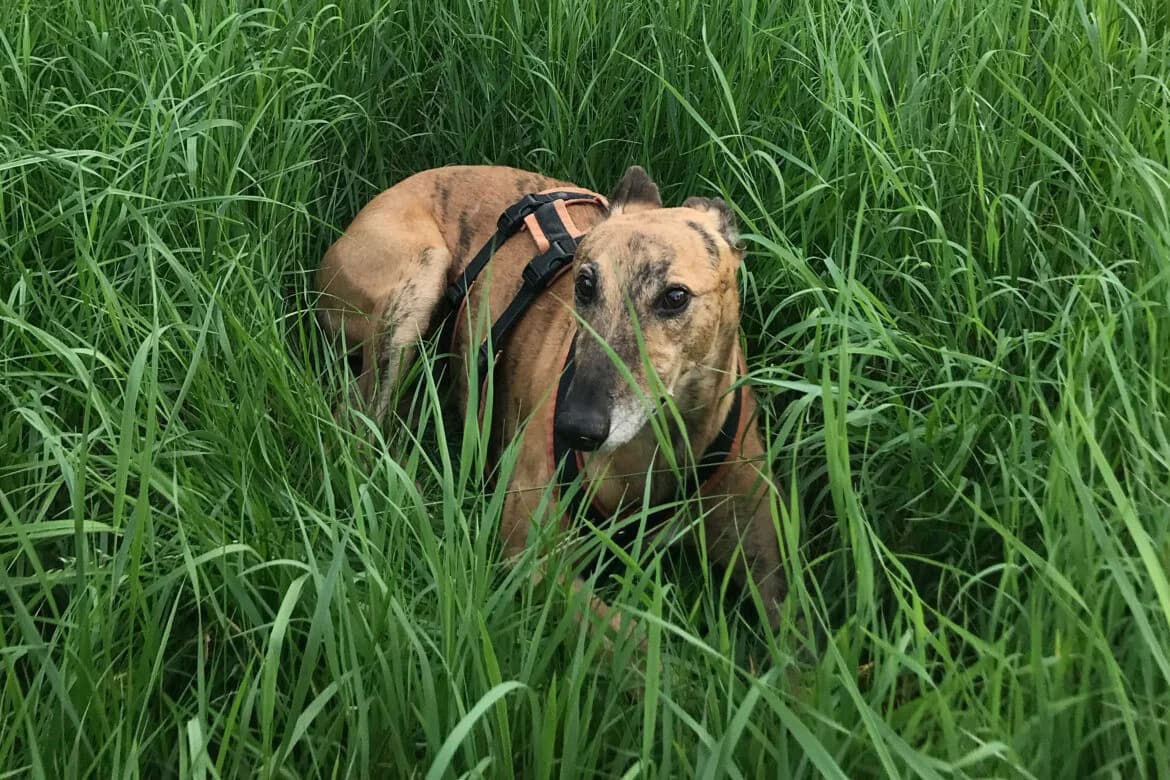 Okapi,  Mixed Breed for adoption at Windhunde in Not, Österreich