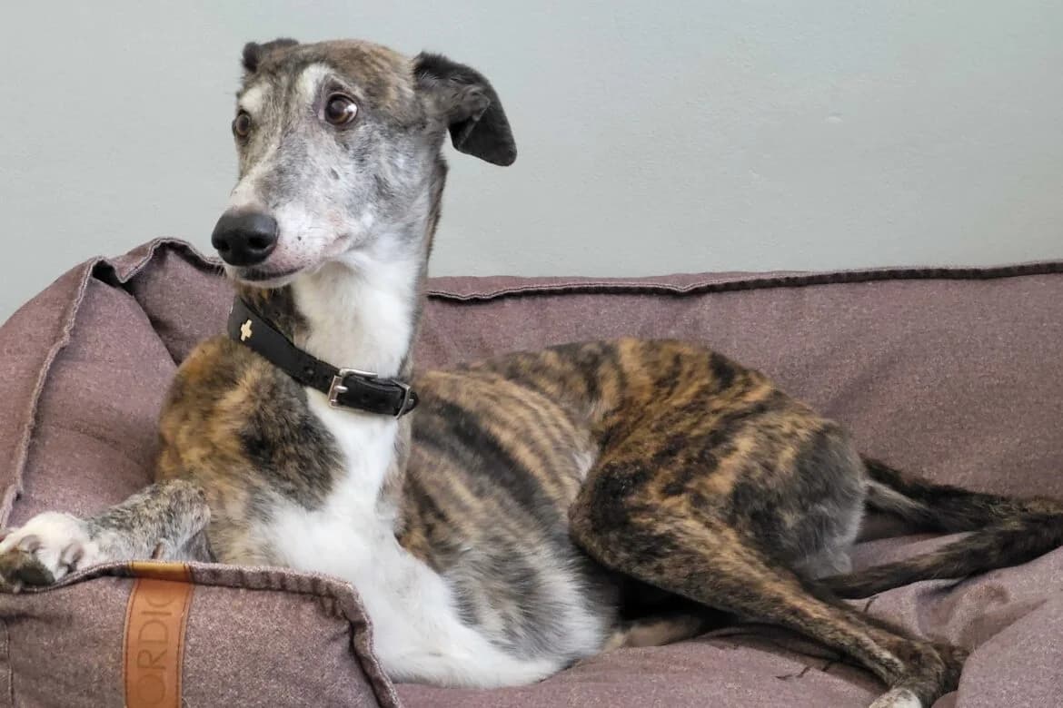 Pauli, female Mixed Breed for adoption at Windhunde in Not, Österreich