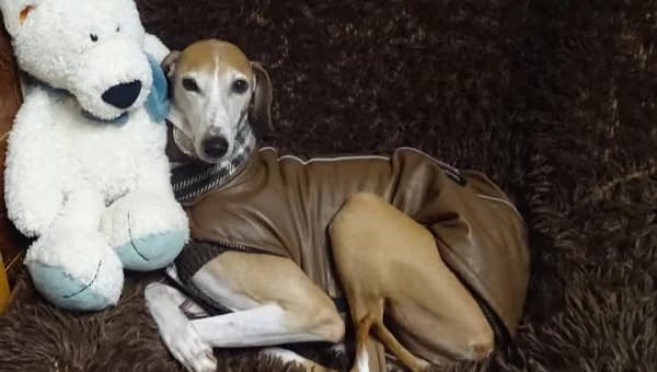 Jameela, female senior mixed breed for adoption at initiative Windhundhilfe e.V., Gerlingen