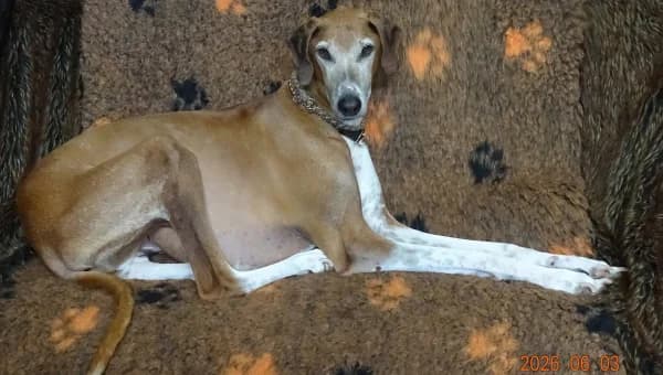 Mucki, male senior mixed breed for adoption at initiative Windhundhilfe e.V., Gerlingen