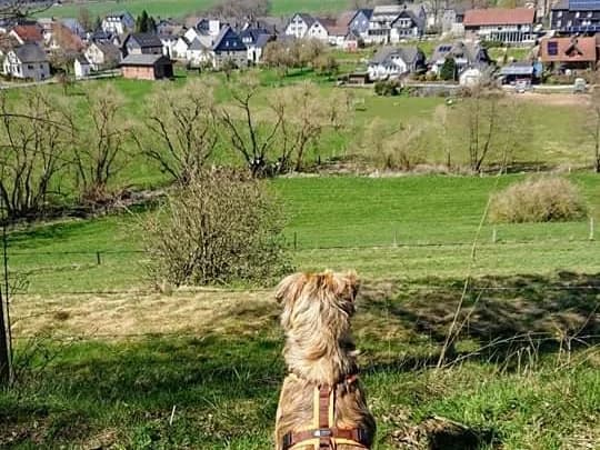 Der Tierschutz Hund, merle female Mixed Breed for adoption at Wir retten Hunde e.V.