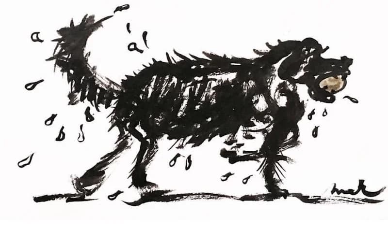 Bloß keinen Garten!,  Mixed Breed for adoption at Wir retten Hunde e.V.