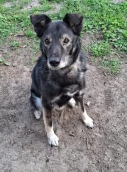 Marlo auf PS in Medow, male Mixed Breed for adoption at Wir retten Hunde e.V.