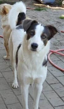 Quick, male Mixed Breed for adoption at Wir retten Hunde e.V.