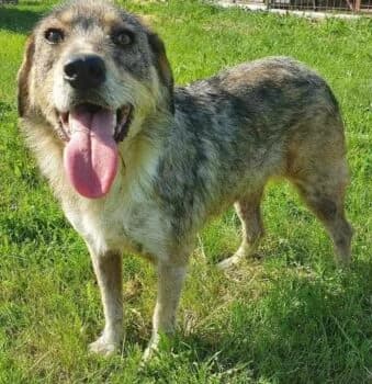 Haru, female Mixed Breed for adoption at Wir retten Hunde e.V.