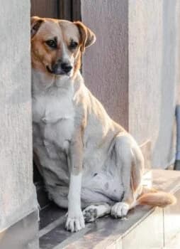 Eve, female Mixed Breed for adoption at Wir retten Hunde e.V.