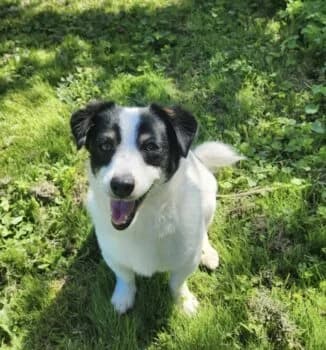 Flo auf PS in 17391 Medow wartet auf seine Menschen 💖, male Mixed Breed for adoption at Wir retten Hunde e.V.