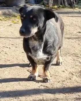 Bety, schwarz female Mixed Breed for adoption at Wir retten Hunde e.V.