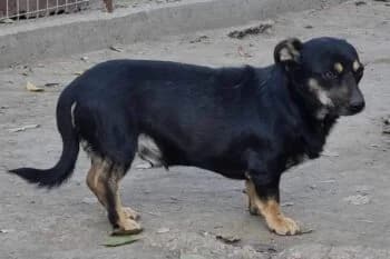 Mario, male puppy Mixed Breed for adoption at Wir retten Hunde e.V., München