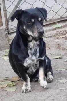 Armani, male puppy Mixed Breed for adoption at Wir retten Hunde e.V., München