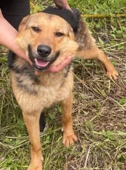 Persy, female Mixed Breed for adoption at Wir retten Hunde e.V.