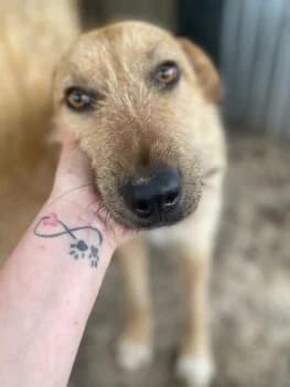 Odin, gold male Mixed Breed for adoption at Wir retten Hunde e.V.