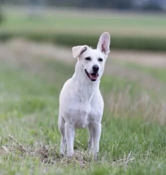 Bianca auf PS in 89155 Erbach, weiß female Mixed Breed for adoption at Wir retten Hunde e.V.