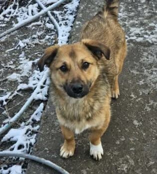 Bülent auf PS in 81249 München, male Mixed Breed for adoption at Wir retten Hunde e.V.