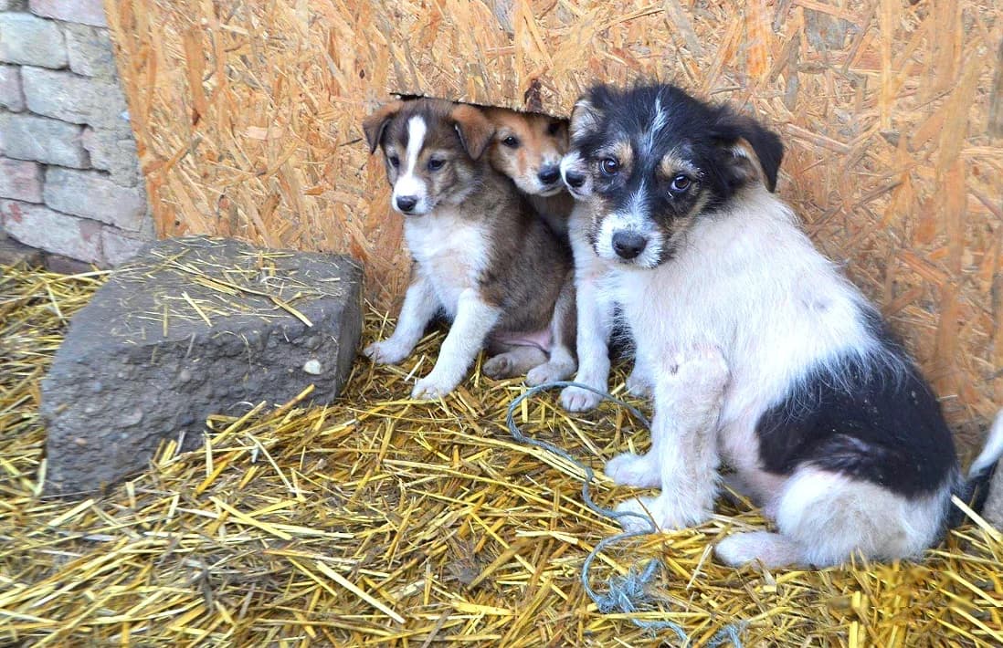 Einen Hund adoptieren,  Mixed Breed for adoption at Wir retten Hunde e.V.