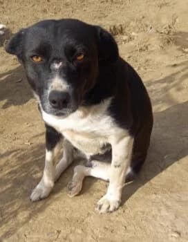 Malaya, male puppy Mixed Breed for adoption at Wir retten Hunde e.V., München