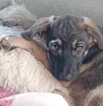 Toy, male puppy Mixed Breed for adoption at Wir retten Hunde e.V., München