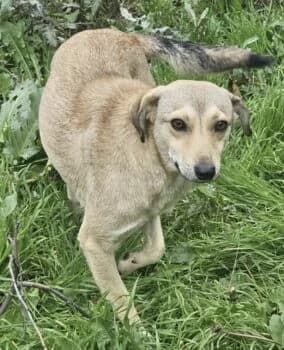 Nala 💓, female Mixed Breed for adoption at Wir retten Hunde e.V.