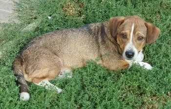 Barkley, male puppy Mixed Breed for adoption at Wir retten Hunde e.V., München