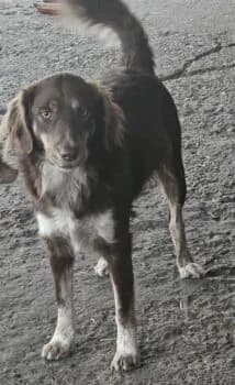 Nova, female Mixed Breed for adoption at Wir retten Hunde e.V.