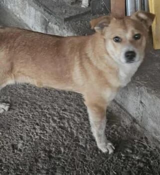 Chicco, male Mixed Breed for adoption at Wir retten Hunde e.V.