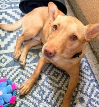 Ace auf PS in 12161 Berlin, Mixed Breed (Wir retten Hunde e.V.)