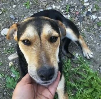 Bonito, male puppy Mixed Breed for adoption at Wir retten Hunde e.V., München
