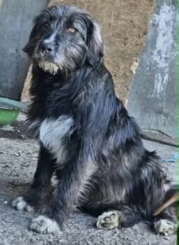 Peppino, male puppy Mixed Breed for adoption at Wir retten Hunde e.V., München