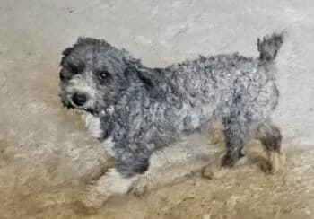 Toto, male puppy Mixed Breed for adoption at Wir retten Hunde e.V., München