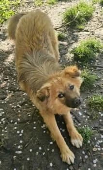 Isla, female 4yo Mixed Breed for adoption at Wir retten Hunde e.V., München