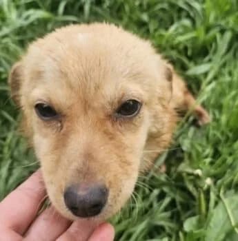 Faina, female puppy Mixed Breed for adoption at Wir retten Hunde e.V., München