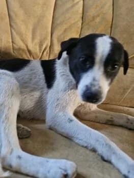 Mette, female puppy Mixed Breed for adoption at Wir retten Hunde e.V., München