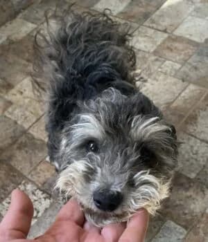 Buster, Mixed Breed (Wir retten Hunde e.V.)