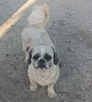 Lotte, Mixed Breed (Wir retten Hunde e.V.)