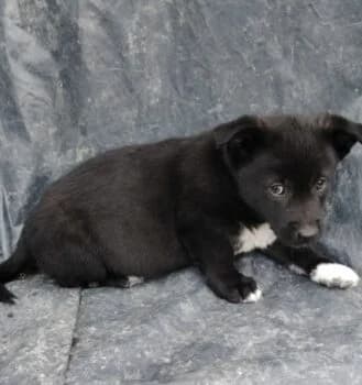 Balu, Mixed Breed (Wir retten Hunde e.V.)