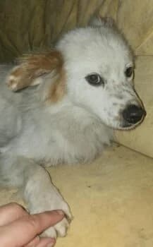 Narvik, Mixed Breed (Wir retten Hunde e.V.)