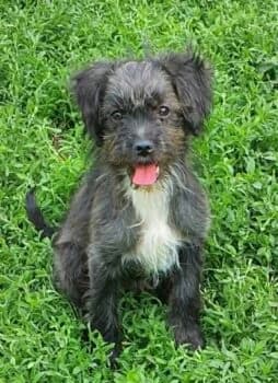 Welpenmädchen Santa, Mixed Breed (Wir retten Hunde e.V.)