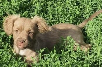 Welpenmädchen Baila, Mixed Breed (Wir retten Hunde e.V.)