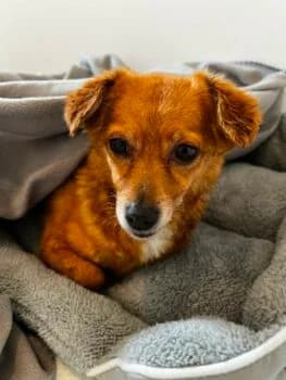Toffee, female puppy Mixed Breed for adoption at Wir retten Hunde e.V., München