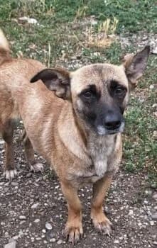 Bekka, female Mixed Breed for adoption at Wir retten Hunde e.V., München