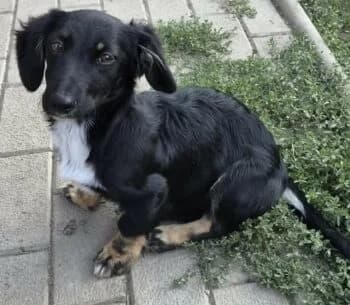 Emily, female puppy Mixed Breed for adoption at Wir retten Hunde e.V., München