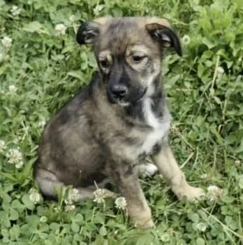 Kira, Mixed Breed (Wir retten Hunde e.V.)