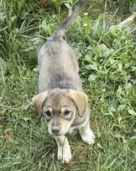 Skye, Mixed Breed (Wir retten Hunde e.V.)