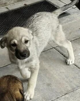 Paula, Mixed Breed (Wir retten Hunde e.V.)