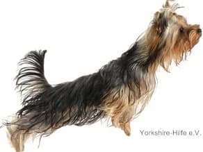 Dackel-Mix  (Mischling), female puppy Dachshund for adoption at Yorkshire Hilfe