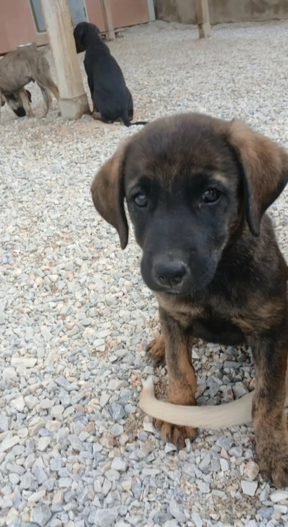 Ayla,  Mixed Breed for adoption at Zenias Tiere e.V.