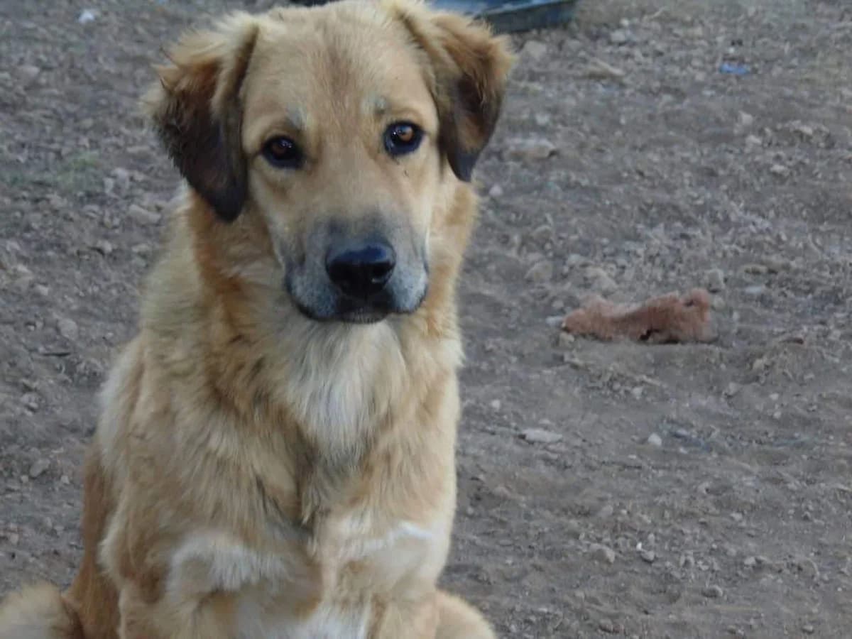 Balou,  Mixed Breed for adoption at Zenias Tiere e.V.