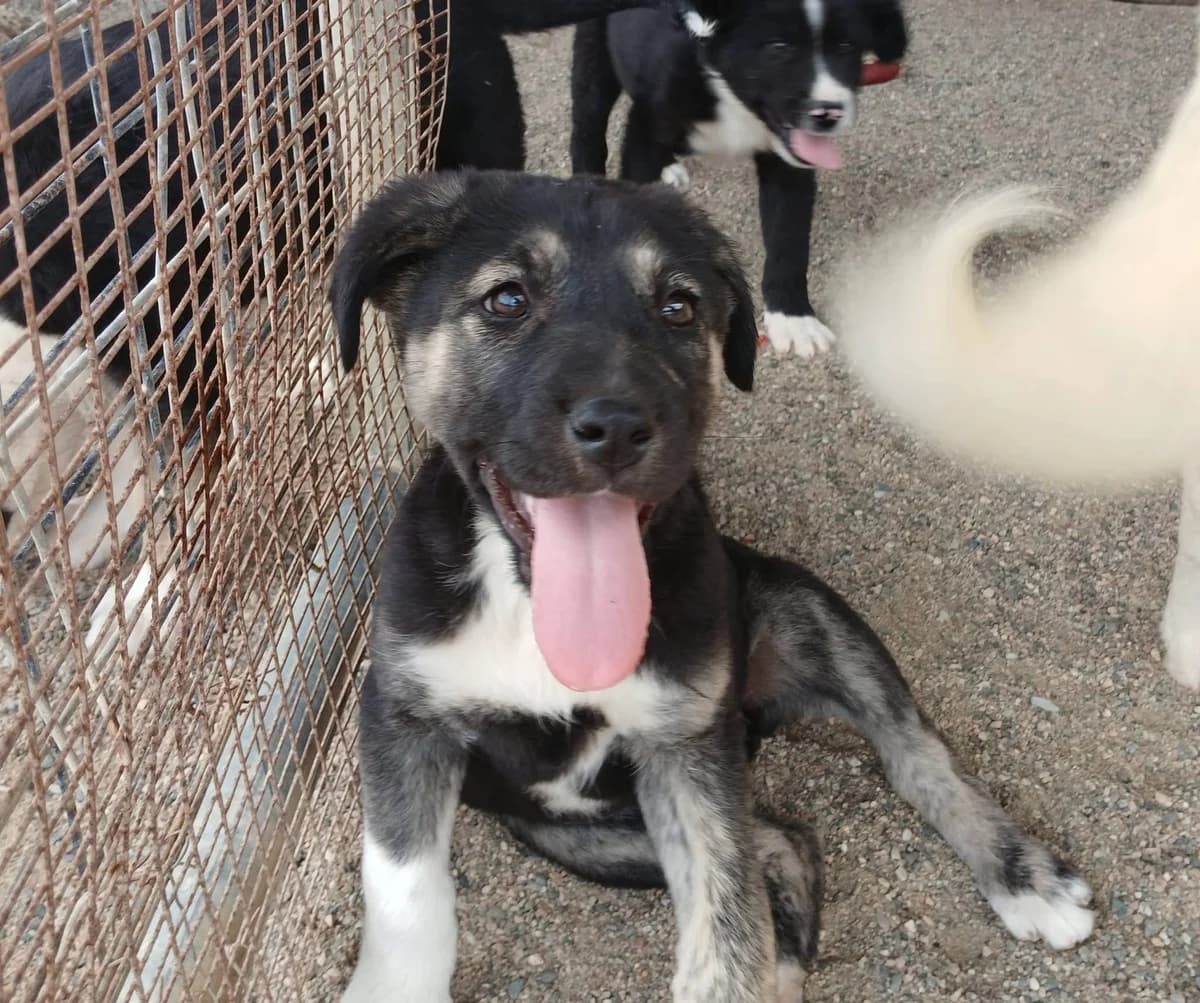 Bea, female Mixed Breed for adoption at Zenias Tiere e.V.
