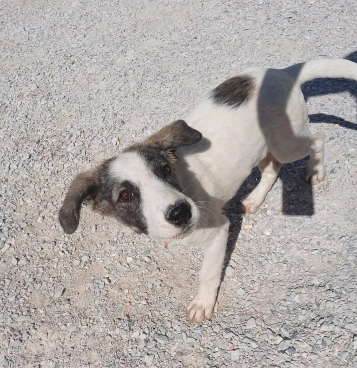 Bella,  Mixed Breed for adoption at Zenias Tiere e.V.