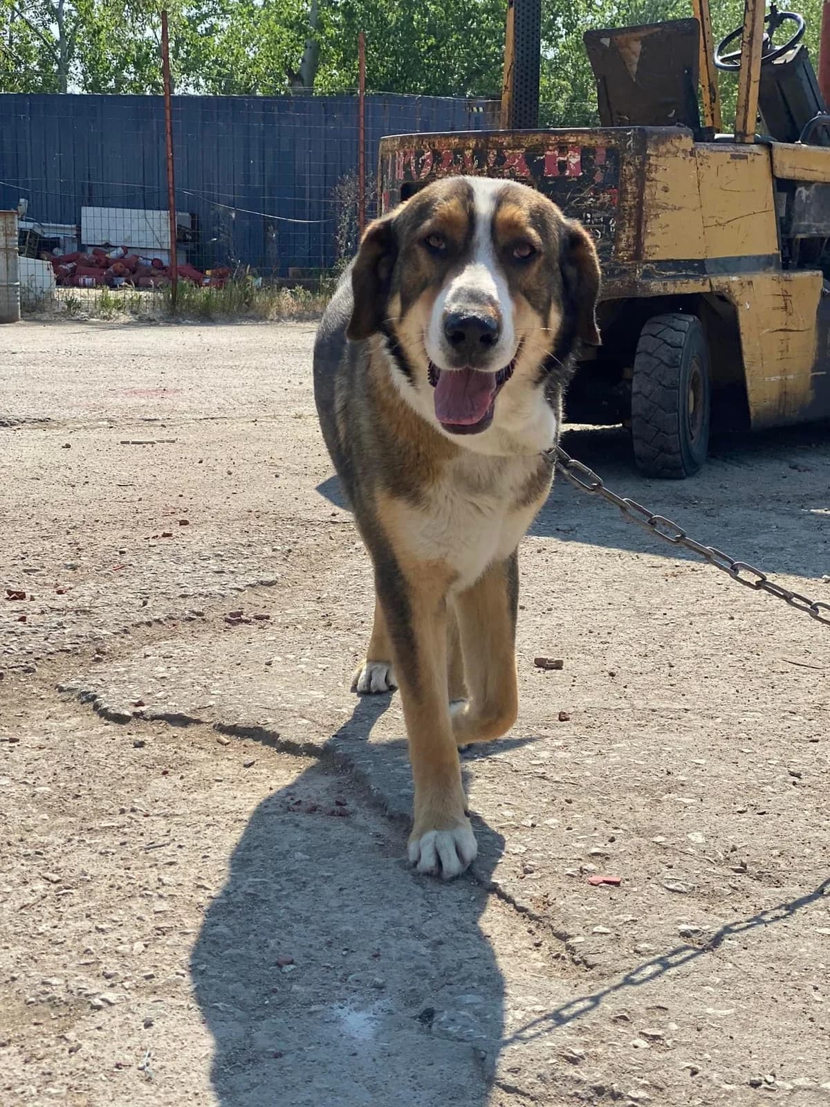 Bob,  Mixed Breed for adoption at Zenias Tiere e.V.